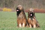 BRIARD 111